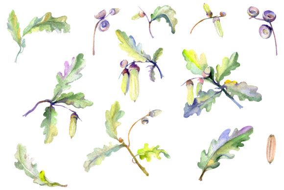 Acorn Watercolor Illustrations Review