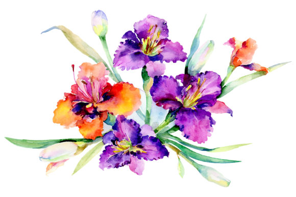 Bouquet Freesia Watercolor Illustrations