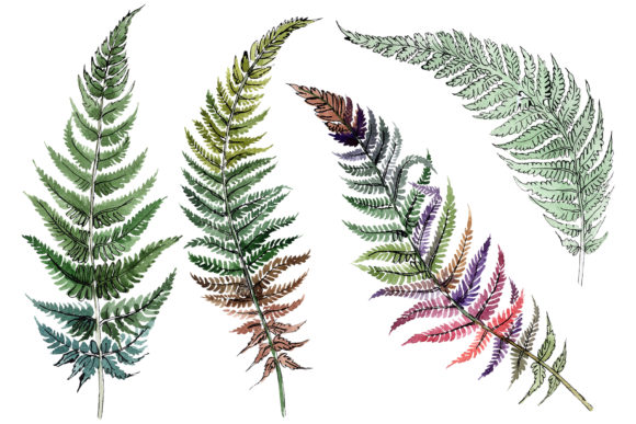 Fern Plant Watercolor Illustrations Review