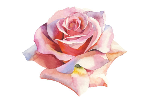 Pink Roses Realistic Watercolor Set Illustrations