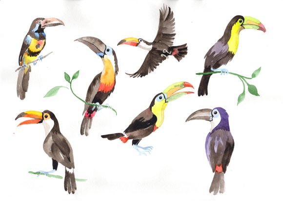 Tropical Bird Toucan Watercolor Set Illustrations